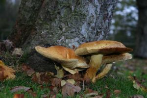 autumn toadstool