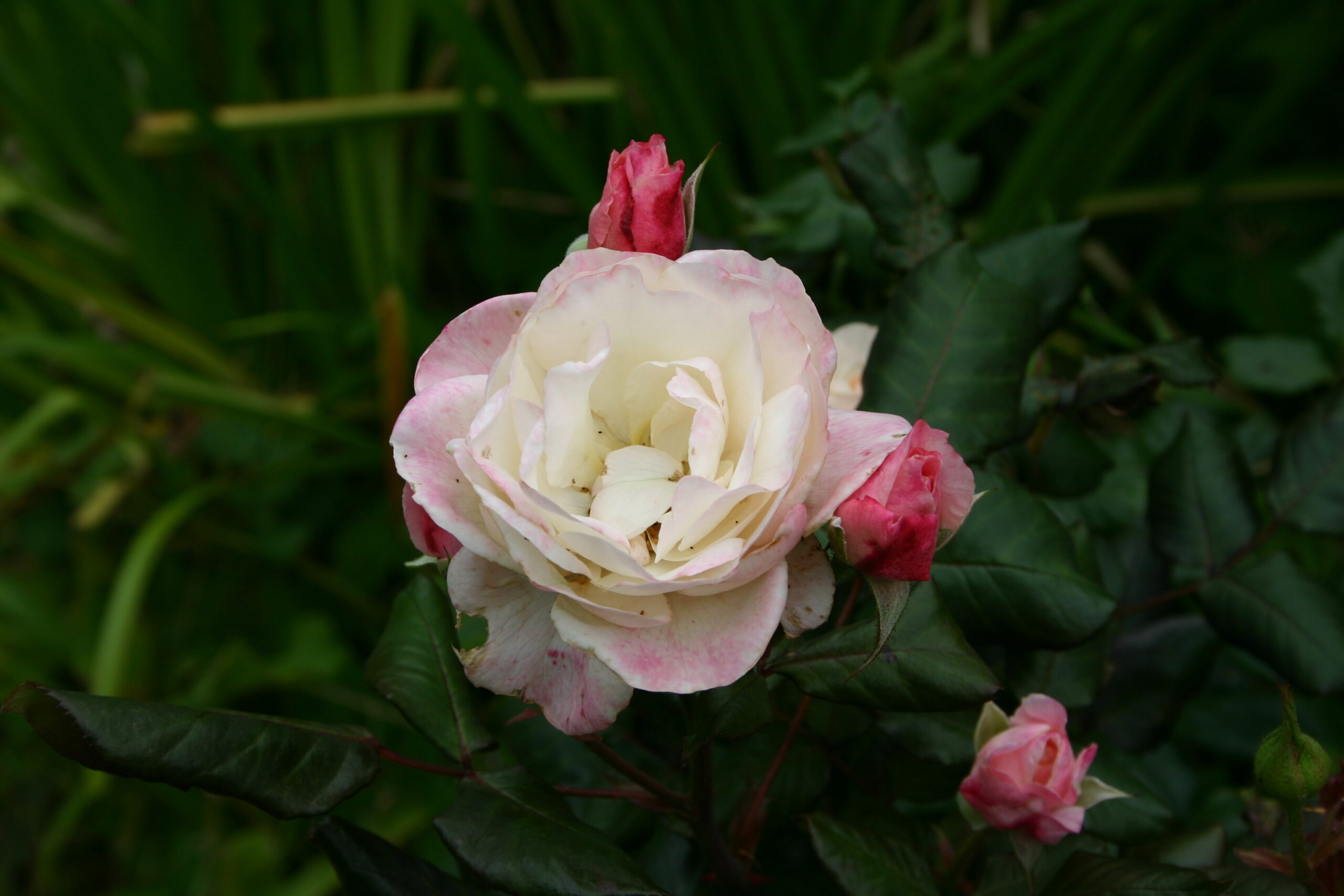 beautiful rose
