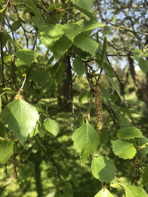 Catkins