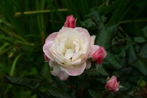 rose in bloom beautiful rose