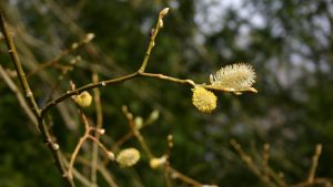 Catkin
