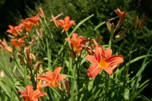 Summer flowers