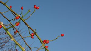 Rosehips in Winter Rosehips in Winter